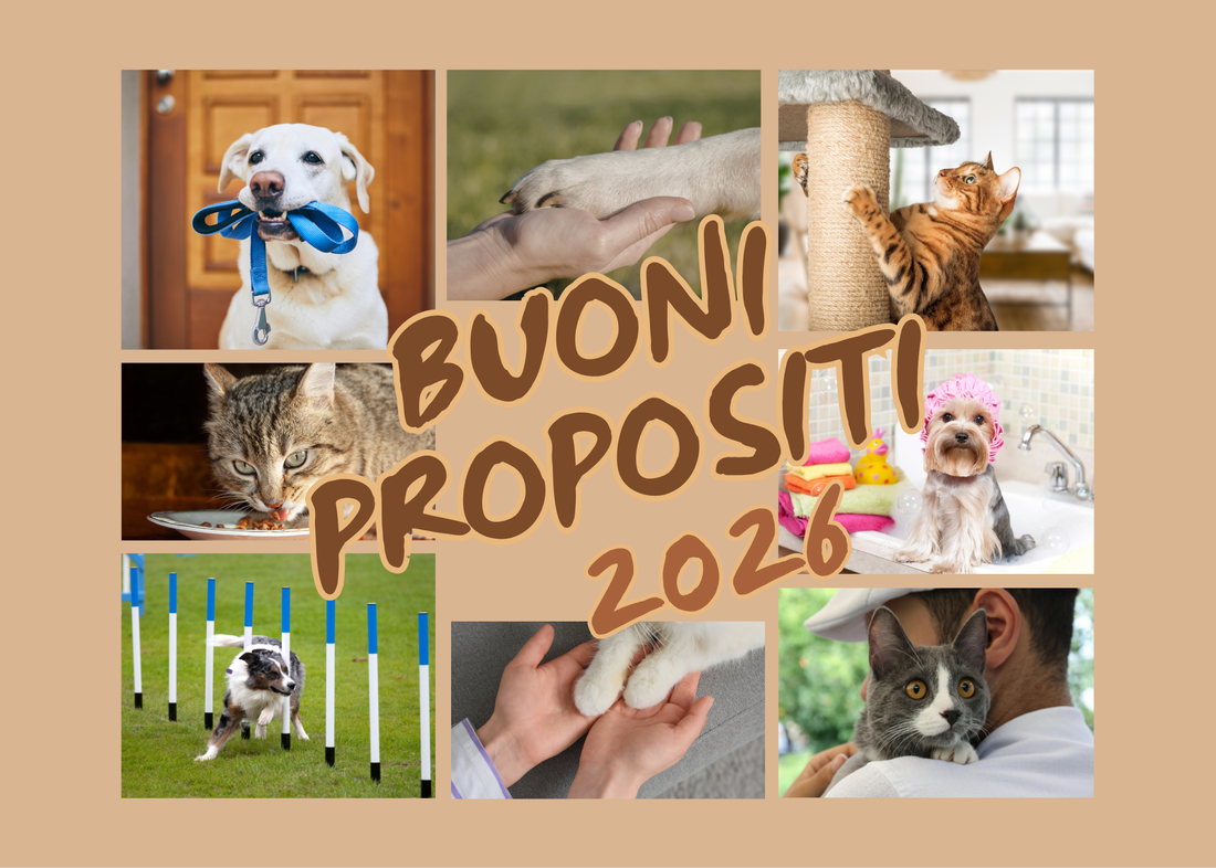 Buoni propositi per l’anno nuovo: promesse sincere ai nostri pet