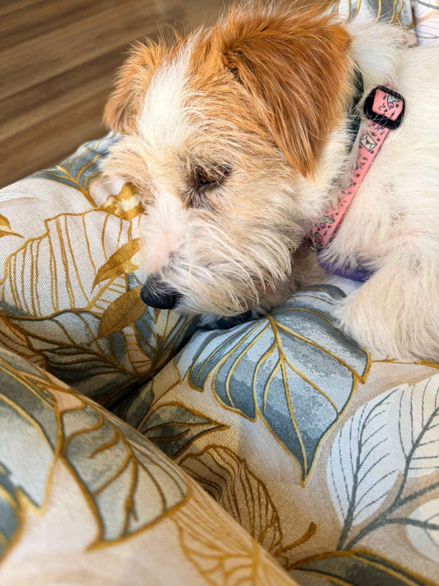 Cuccia divanetto "Giglio" NEW - Pet Home (Anteprima)