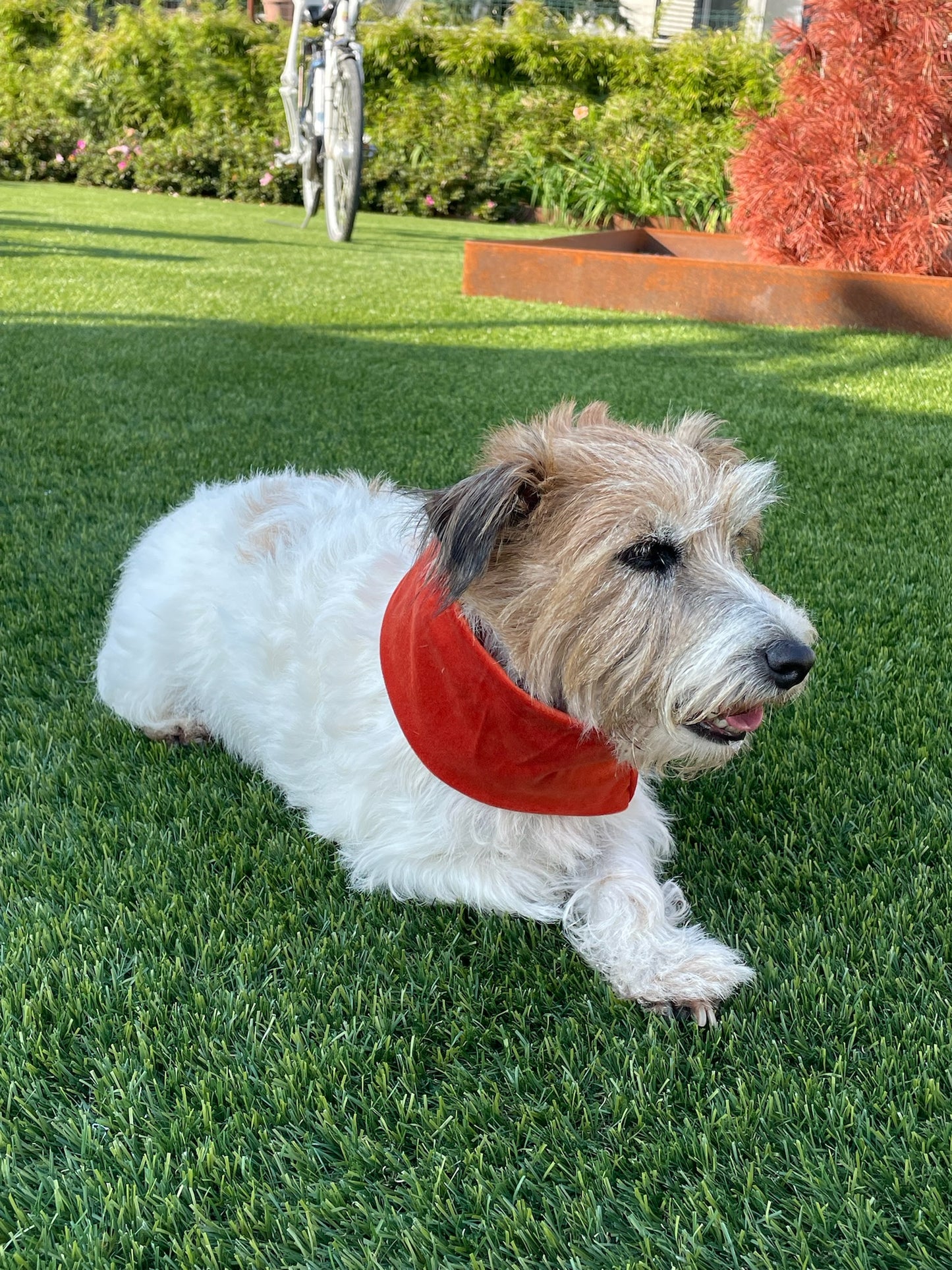 Paraorecchie Morbido Velluto - Da Tommy Pet boutique