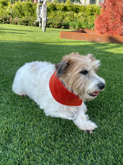Paraorecchie Morbido Velluto - Da Tommy Pet boutique