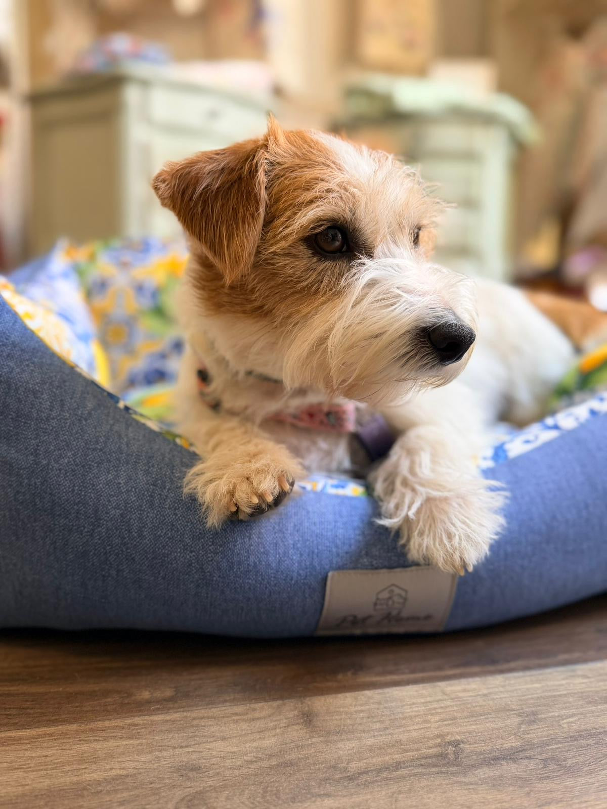 Cuccia Sfoderabile "Gaia" - Pet Home (Anteprima)
